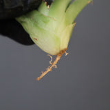 【ベアルート】DRAGON AGAVE 麻花 EC2759