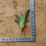 【ベアルート】DRAGON AGAVE 麻花 EC2760