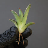 【ベアルート】DRAGON AGAVE 麻花 EC2760