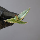 【ベアルート】DRAGON AGAVE 麻花 EC2760