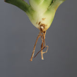 【ベアルート】DRAGON AGAVE 麻花 EC2760
