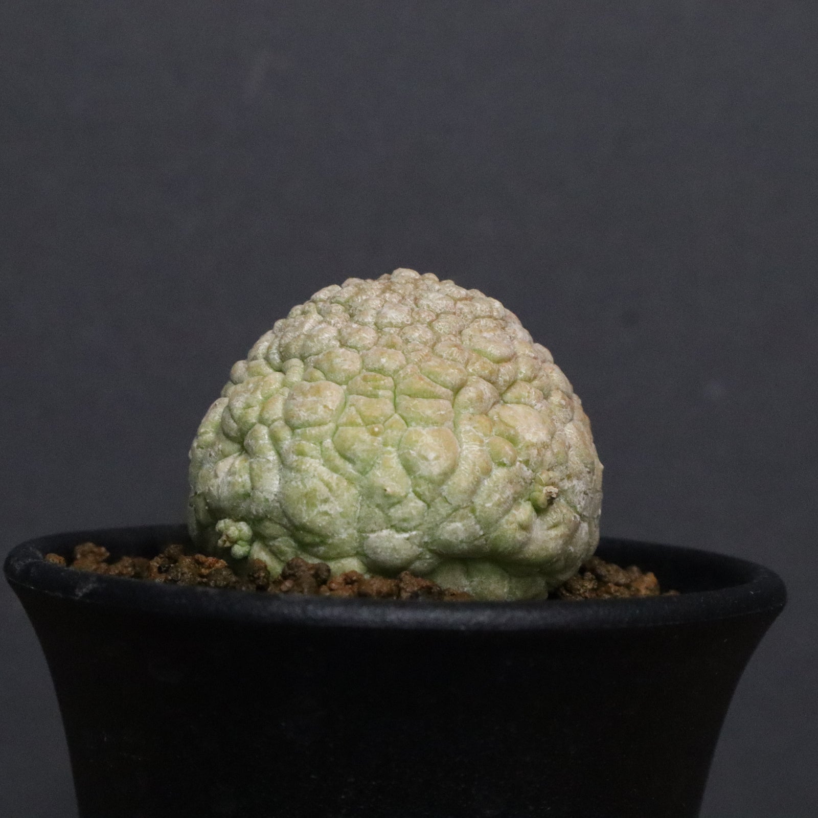 ガガイモ プセウドリトス ミギウルティヌス 綴化 プセウドリトス ミギウルティヌス | GREEN LUCK