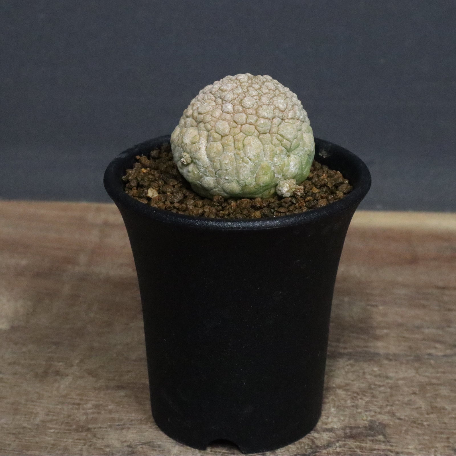 プセウドリトス ミギウルティヌス EC1245 – TaiShoDo ONLINE SHOP