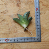 【ベアルート】DRAGON AGAVE 麻花 EC2761