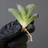 【ベアルート】DRAGON AGAVE 麻花 EC2761