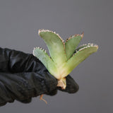 【ベアルート】DRAGON AGAVE 麻花 EC2761