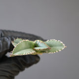 【ベアルート】DRAGON AGAVE 麻花 EC2761