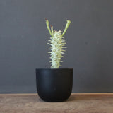 E.ロンギツベルクローサ （実生）10