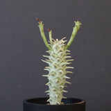 E.ロンギツベルクローサ （実生）10