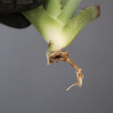 【ベアルート】DRAGON AGAVE 麻花 EC2761