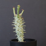 E.ロンギツベルクローサ （実生）10