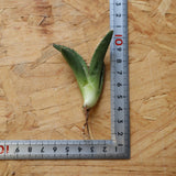 【ベアルート】DRAGON AGAVE 麻花 EC2762