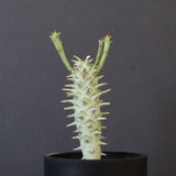 E.ロンギツベルクローサ （実生）10