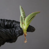【ベアルート】DRAGON AGAVE 麻花 EC2762