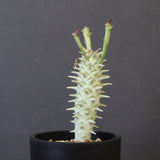 E.ロンギツベルクローサ （実生）10