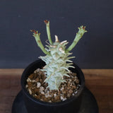 E.ロンギツベルクローサ （実生）10