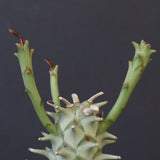 E.ロンギツベルクローサ （実生）10