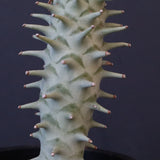 E.ロンギツベルクローサ （実生）10