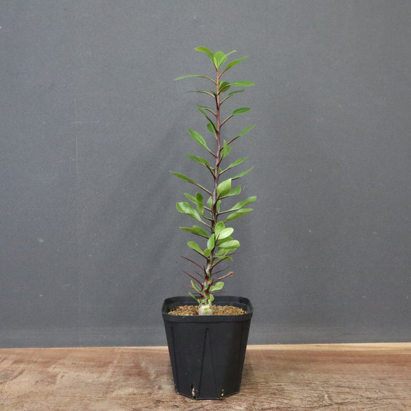 ファシクラータ　実生 Fouquieria fasciculata【フォークイエリア・ファシクラータ・実生