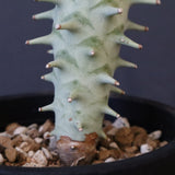 E.ロンギツベルクローサ （実生）10