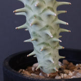 E.ロンギツベルクローサ （実生）10