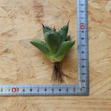 【ベアルート】DRAGON AGAVE 胖鯨 EC2763
