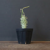 E.ロンギツベルクローサ （実生）09