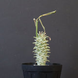 E.ロンギツベルクローサ （実生）09