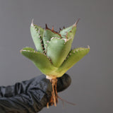 【ベアルート】DRAGON AGAVE 胖鯨 EC2763