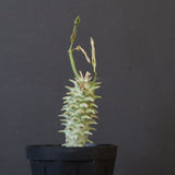 E.ロンギツベルクローサ （実生）09