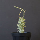 E.ロンギツベルクローサ （実生）09