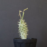 E.ロンギツベルクローサ （実生）09