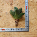 【ベアルート】DRAGON AGAVE 胖鯨 EC2764