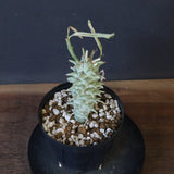 E.ロンギツベルクローサ （実生）09