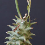 E.ロンギツベルクローサ （実生）09