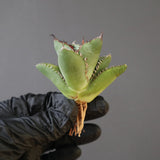 【ベアルート】DRAGON AGAVE 胖鯨 EC2764