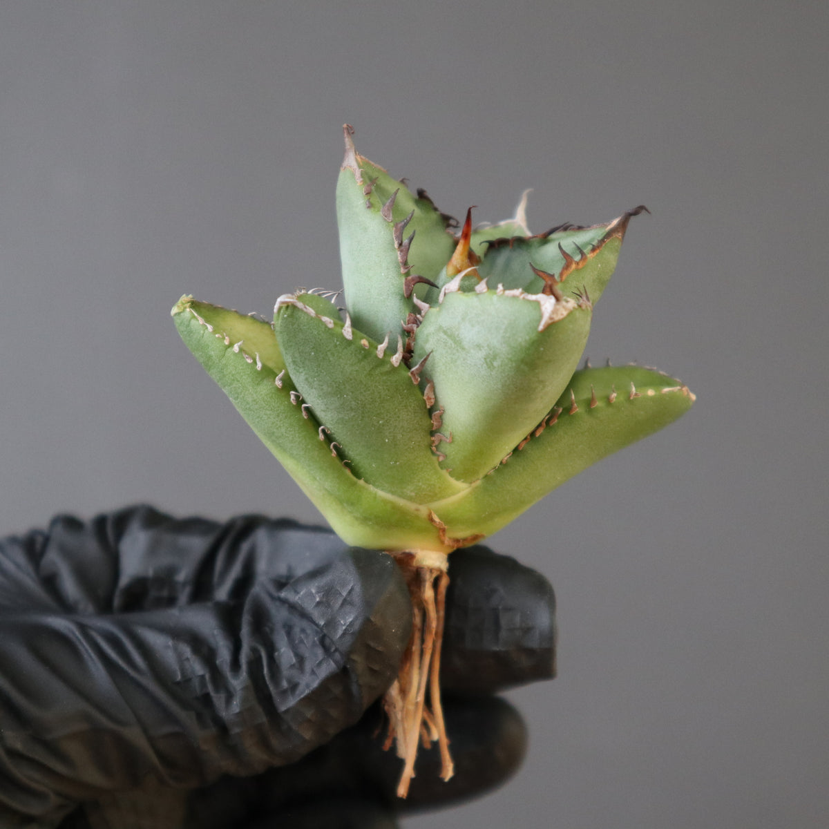 Dragon Agave – 2ページ目 – TaiShoDo ONLINE SHOP