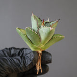 【ベアルート】DRAGON AGAVE 胖鯨 EC2764