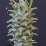 E.ロンギツベルクローサ （実生）09