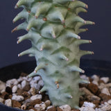 E.ロンギツベルクローサ （実生）09