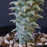 E.ロンギツベルクローサ （実生）09