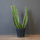 E.ムランジーナ（実生）136