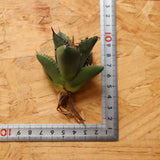 【ベアルート】DRAGON AGAVE 胖鯨 EC2765
