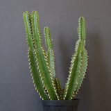 E.ムランジーナ（実生）136