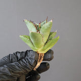 【ベアルート】DRAGON AGAVE 胖鯨 EC2765