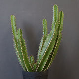 E.ムランジーナ（実生）136