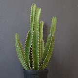 E.ムランジーナ（実生）136