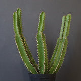 E.ムランジーナ（実生）136