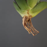 【ベアルート】DRAGON AGAVE 胖鯨 EC2765