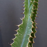 E.ムランジーナ（実生）136